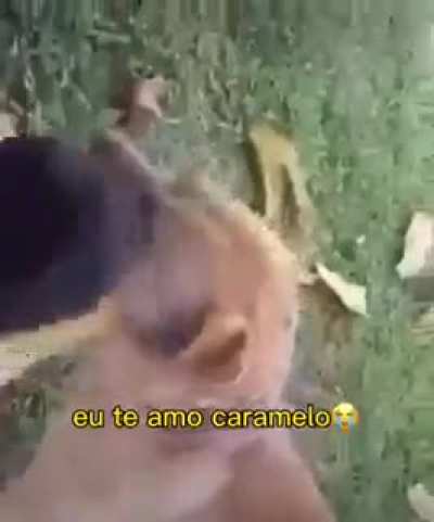 T&atilde;o linda a demonstra&ccedil;&atilde;o de amor dos cachorros