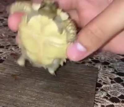 Lil dancing turtle