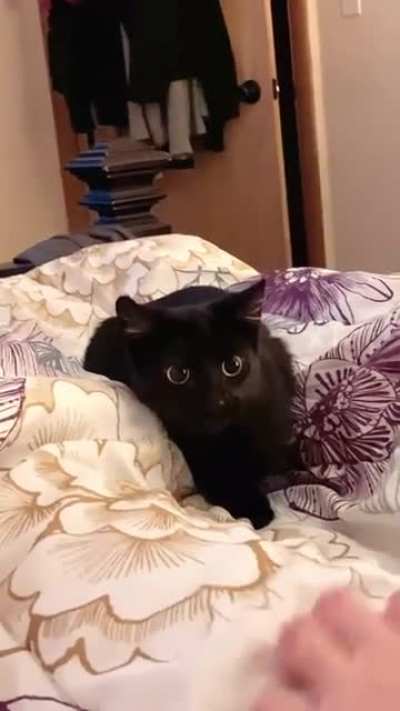 She&rsquo;s doesn&rsquo;t commit to the attack