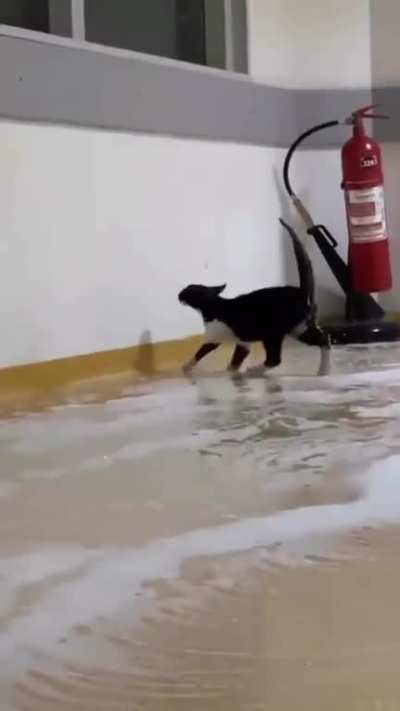 tadinho 