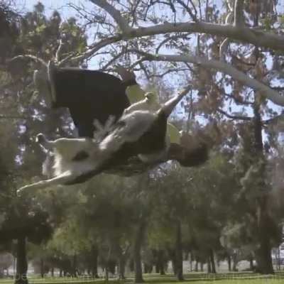 Dog does backflip