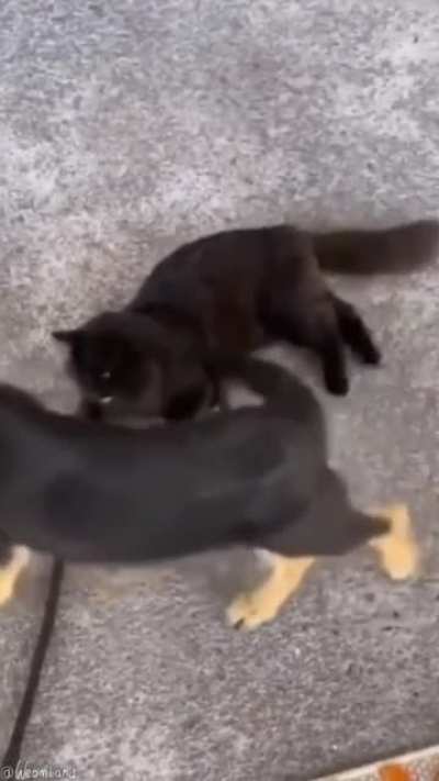 Poor cat