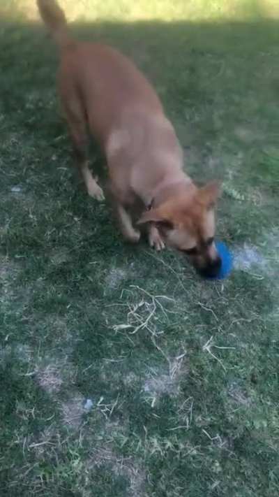 This is how she reacts to a pool apparently