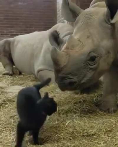 Rhinos don't get along with other animals that easily,but look who managed to do that.