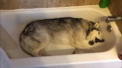 Howling in protest: &ldquo;Turn the water on hooman!&rdquo;