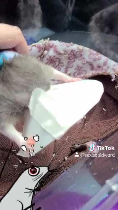My rat had surgery and was being extra dramatic