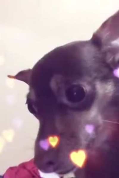 Fofo