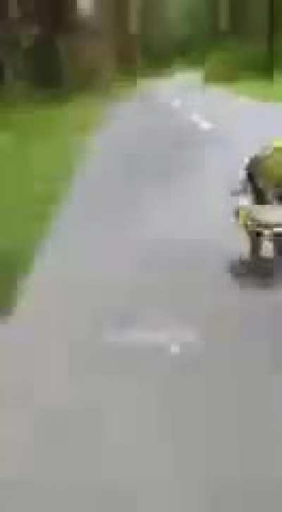 Shrek chase