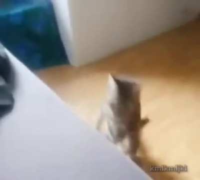 Gato