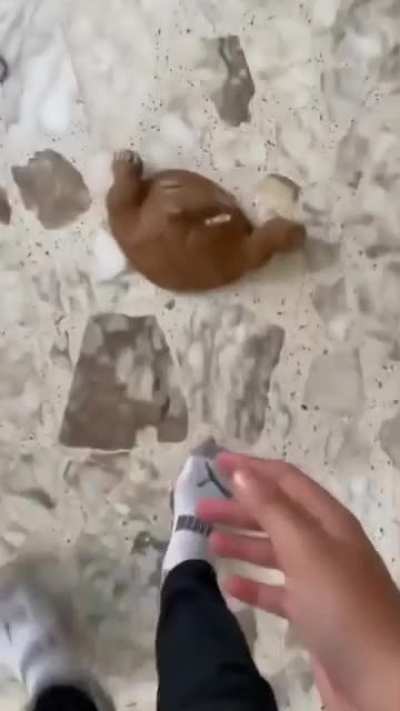 Blursed doll