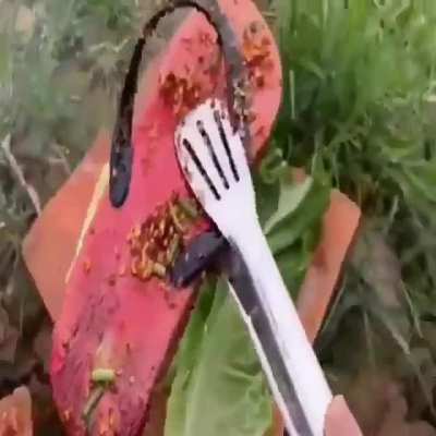 fried sandal