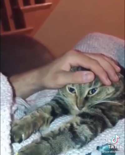 to pet the cat