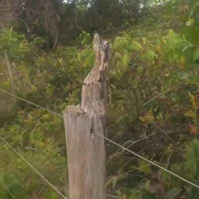 This birds camouflage