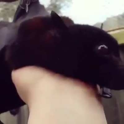 Who dare disturb the sky puppy