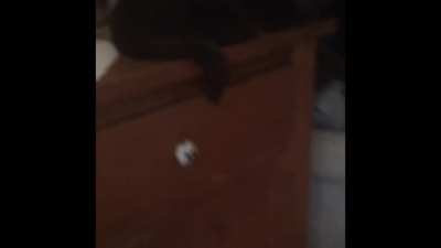 There&rsquo;s that one cat