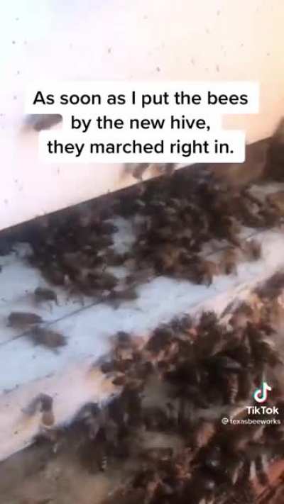 SAVE THE BEES!!!