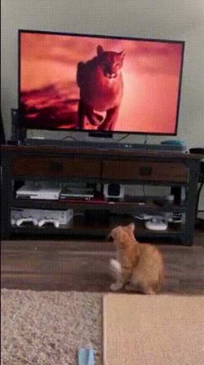 Lil kitt did a scare.