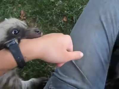 WoMan MAuLeD To DeaTh bY HyeNAs B4 ThEy reSoRt tO CaNnIBaLiSM