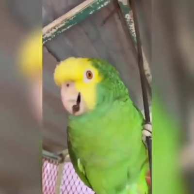Papagaio Atumalaca