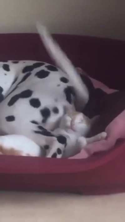 Cachorro fia da puta