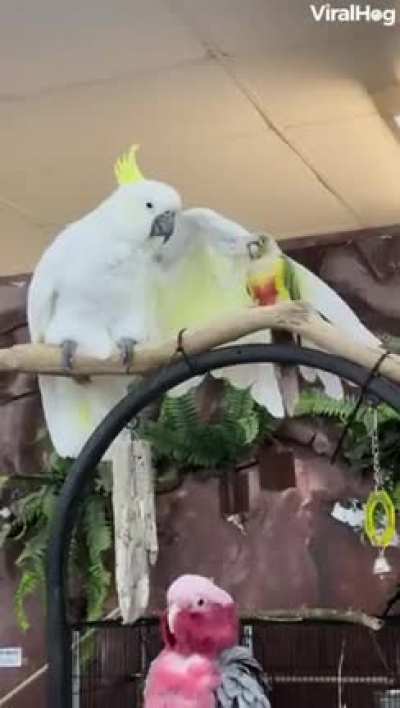 Pet the birb