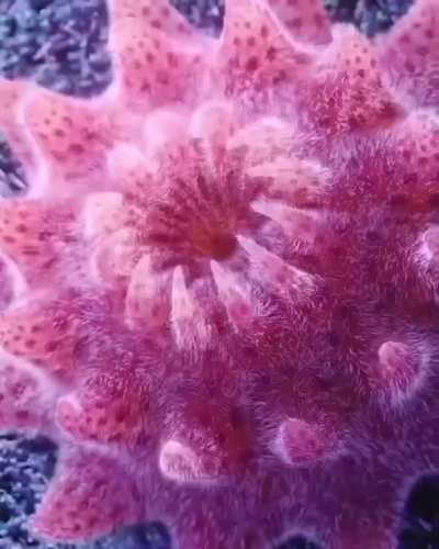 Sea Star Blossom