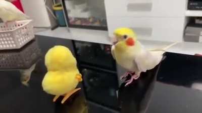 Birb made a friend