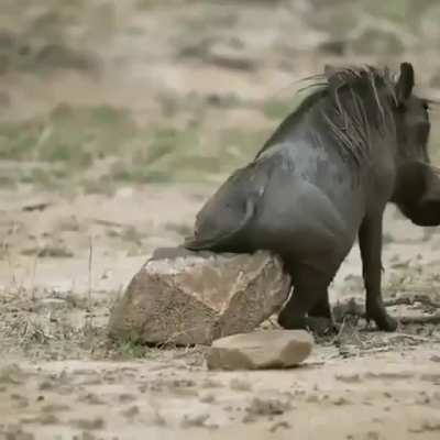 When that itch is out of reach you definately need to make a plan.