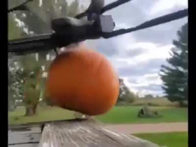 Pumpkin is stronger
