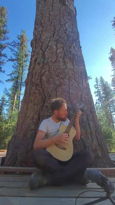 The third track from Empty Sky Field Recordings Volume 2 by Magnetic Vines, "Reverie Under a Very Old Larch " ... this particular specimen is over 800 years old 