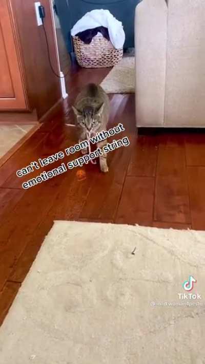 Emotional support cat