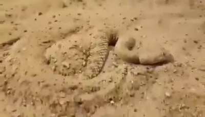 Any body know what&rsquo;s the name of this desert snake ?