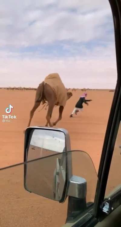 Imagine you are enjoying your time in the desert when all of the sudden, a glorious sand beast makes his way towards you at an alarming rate. Although some may think of this as a frightening situation, I would personally jump on the opportunity to get up 