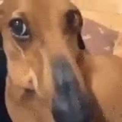 shitposting - Video #8476