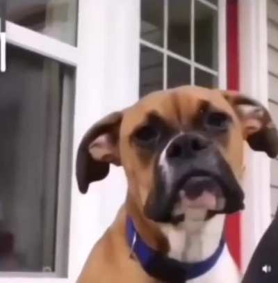 That poor dog