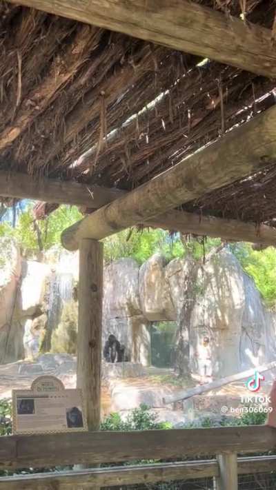 Zookeeper barely escapes enclosure with angry adult Silverback Gorilla at the Fort Worth Zoo