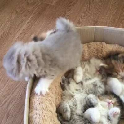 They are so fluffy!