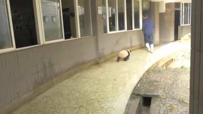 A panda a day keeps the sorrow away