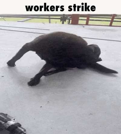wunkus strike