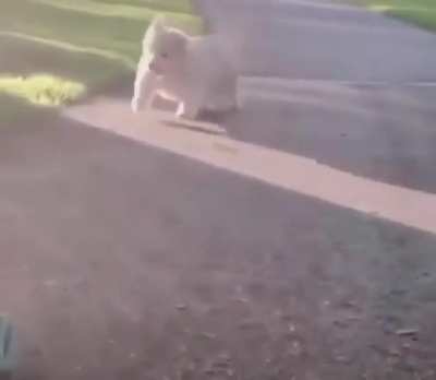 doguinho fofo roubando a cena