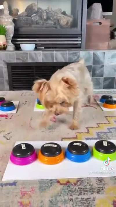 Give me a treat!