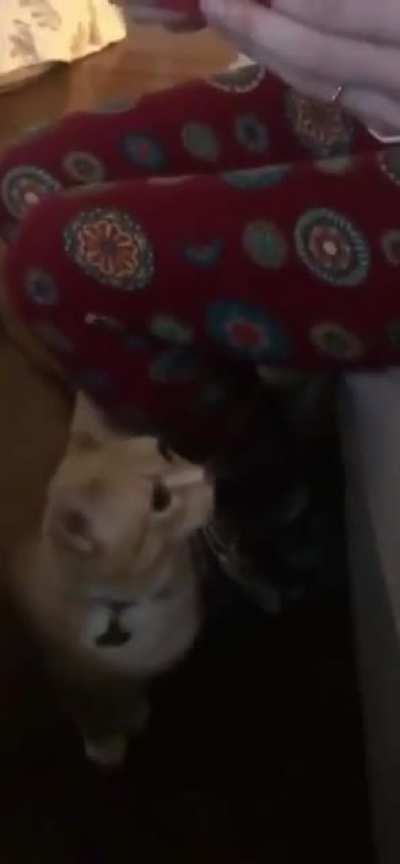 MEOWWW