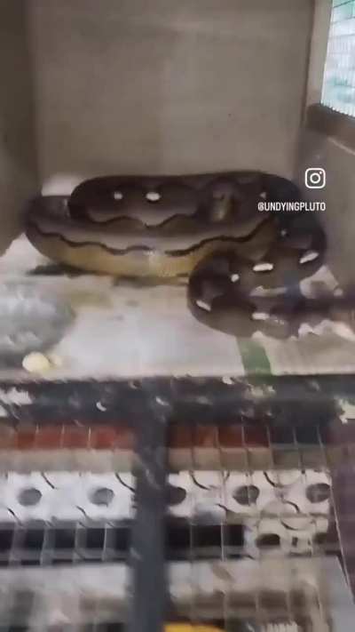 bruh