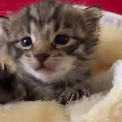 Get back hooman