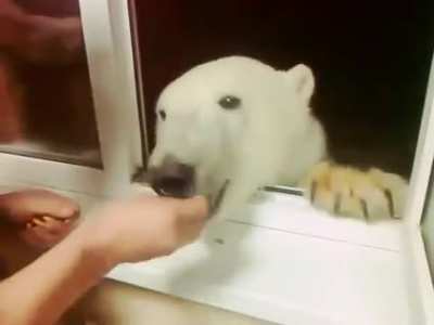 Feeding a Polar Bear bare handed