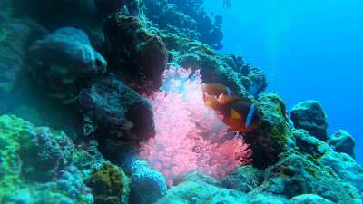 Anemone therapy