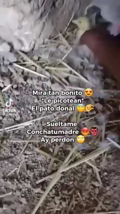 XD