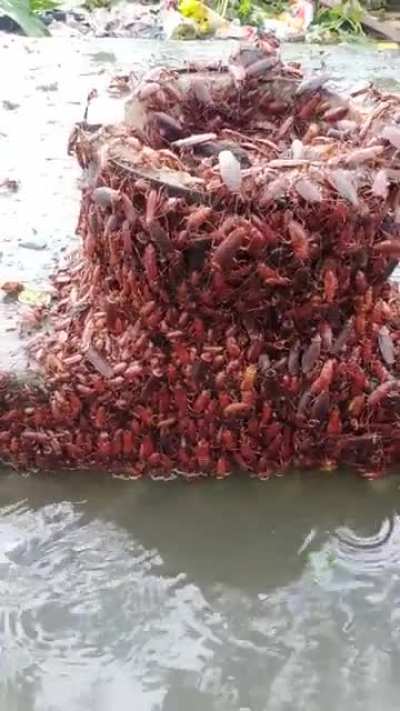 Cursed_flood pipe