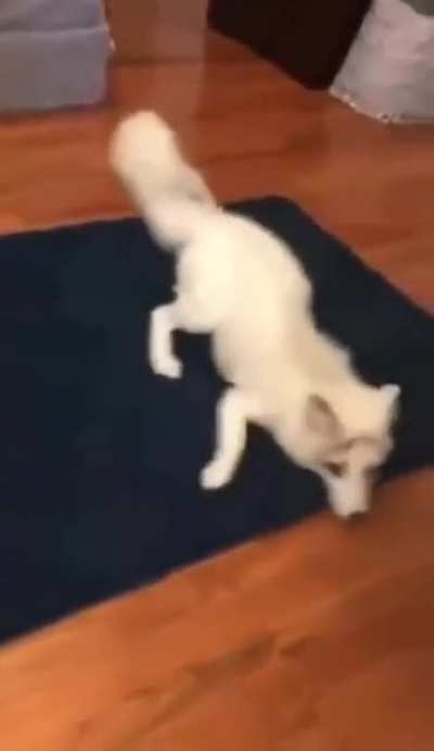 No es meme, solo aprecien al zorrito blanco.