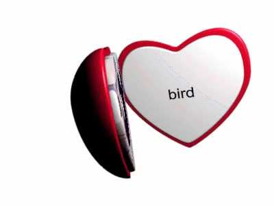 bird